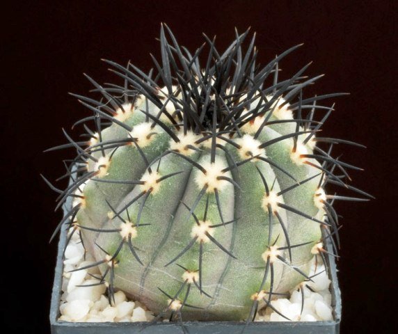 Copiapoa_lembkei